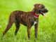 treeing-tennessee-brindle